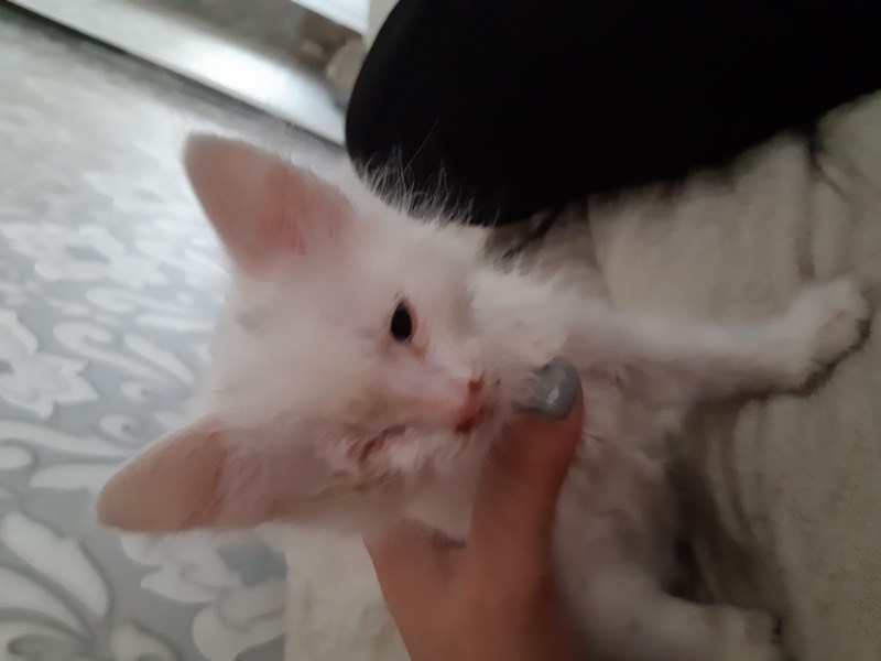 Отслоение сетчатки у кошки
