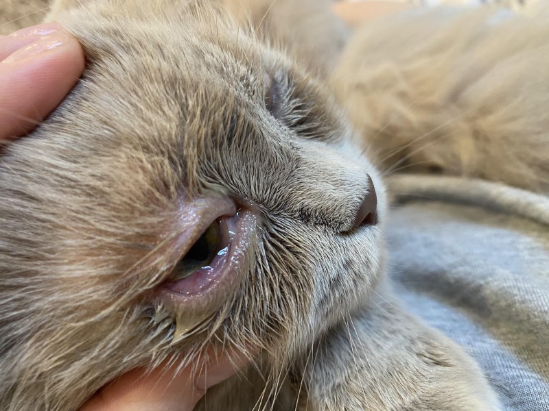 Коричневое пятно на глазу у кошки