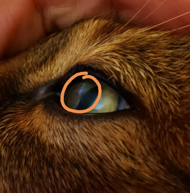 Коричневое пятно на глазу у кошки