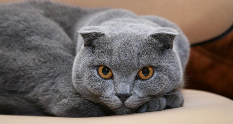 Шотландская вислоухая кошка серая