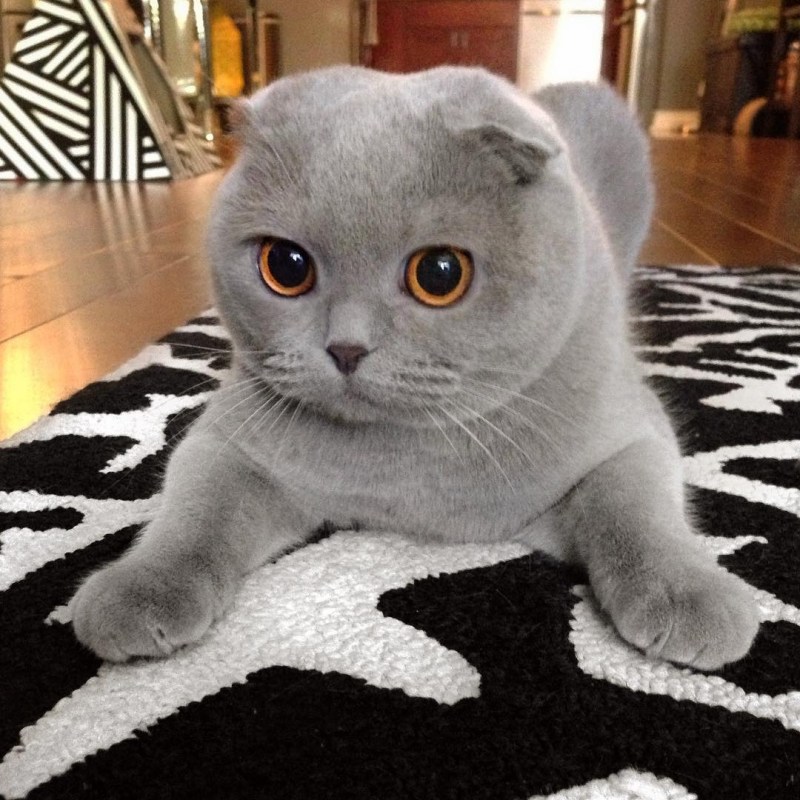 Скоттиш фолд котята