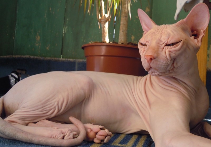 Кошачья ушная раковина
