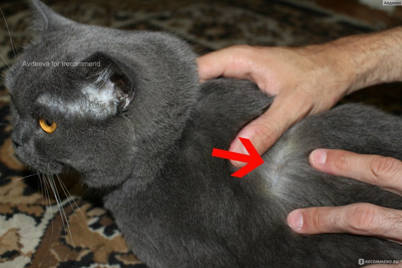 Стригущий лишай у кошек под лампой