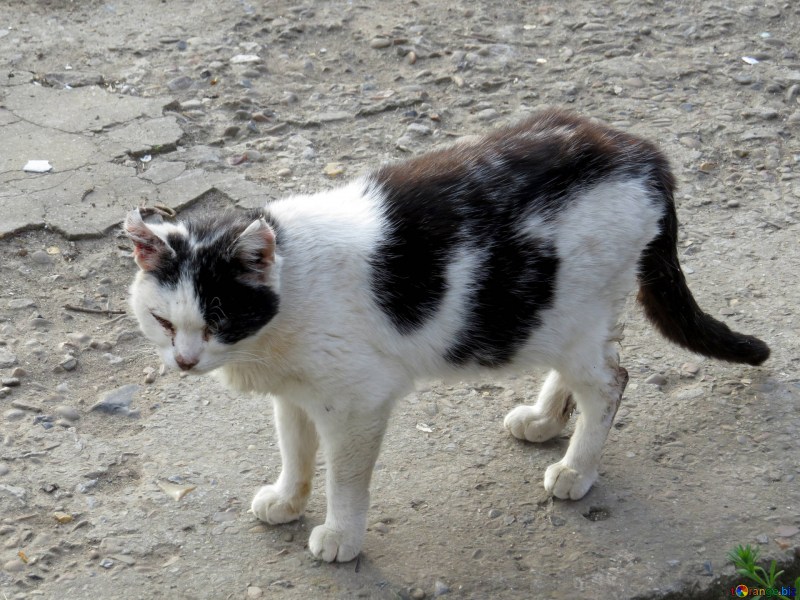 Понос при кошачьей чумке