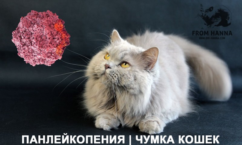 После чумки кот был худой