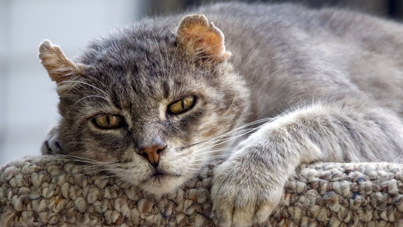 Коты на кровпье