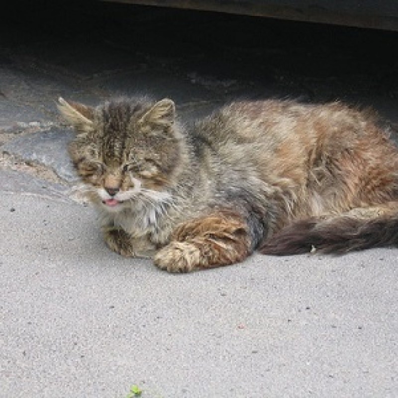 Гладить кошку