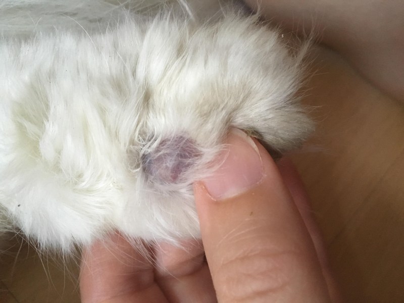 У котенка шишки на задних лапах