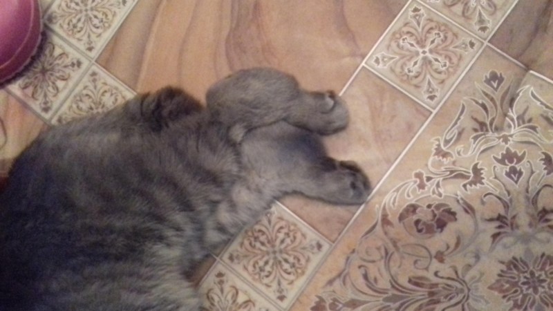 Воспаление молочной железы у кошки