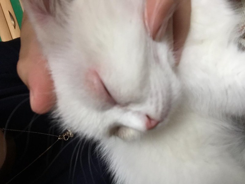 Укотаопухла нижняя селюсть
