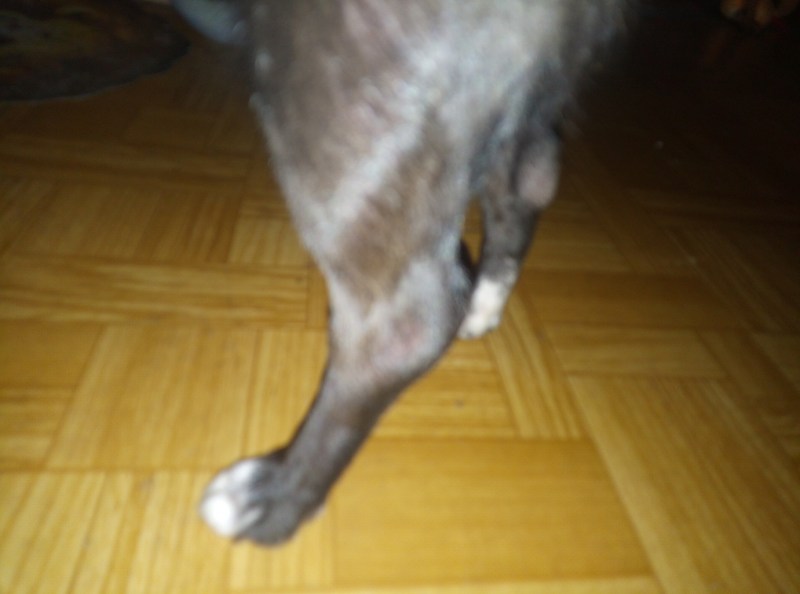 Новообразование у кота