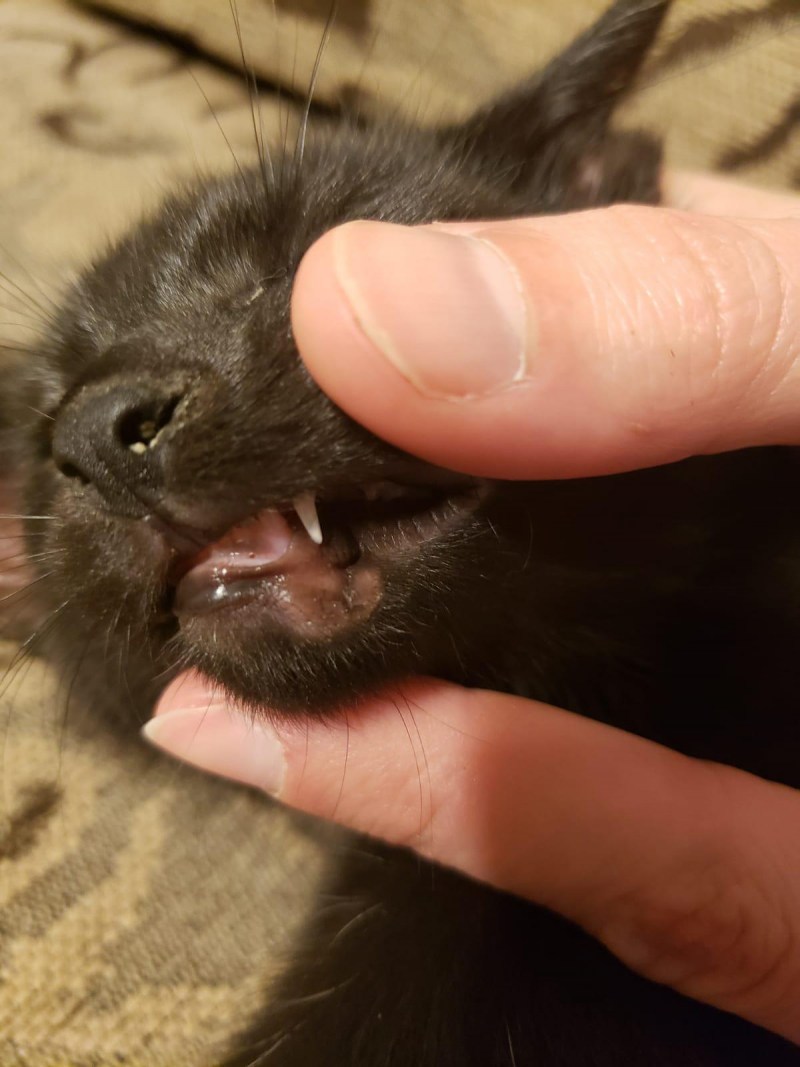 Опухоль на животике у котенка