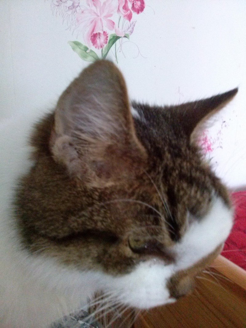 У кота опухла щека под глазом