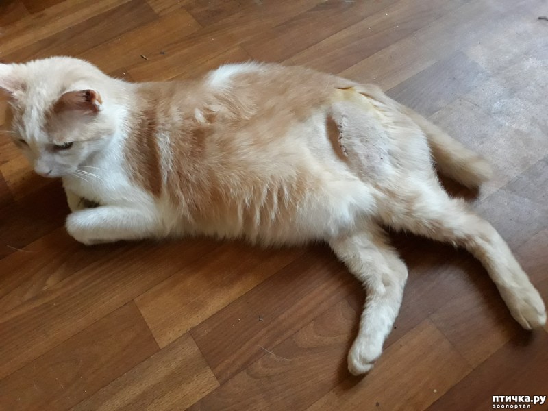 Клещ у кота на подбородке