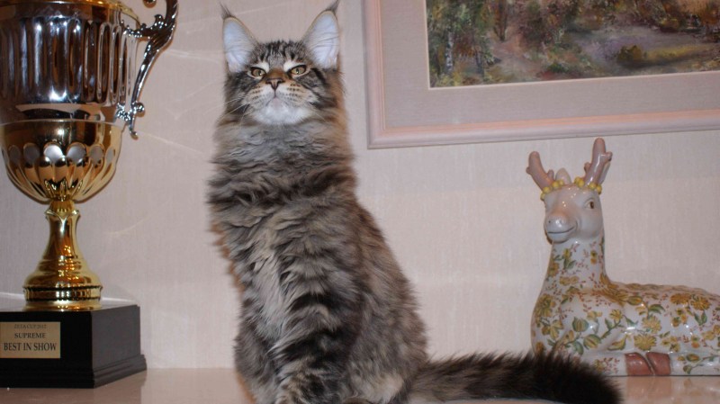 Большой кот смесь
