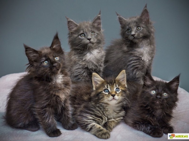 Коты метисы Мейн куна