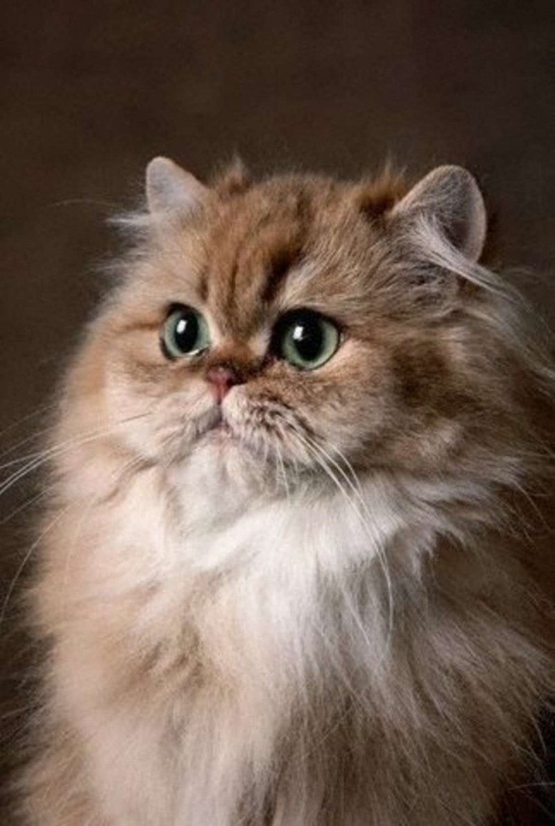 Персидская кошка