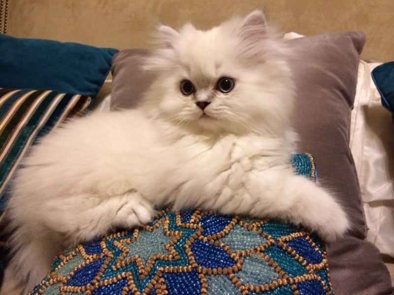 Ангорская шиншилла кошка