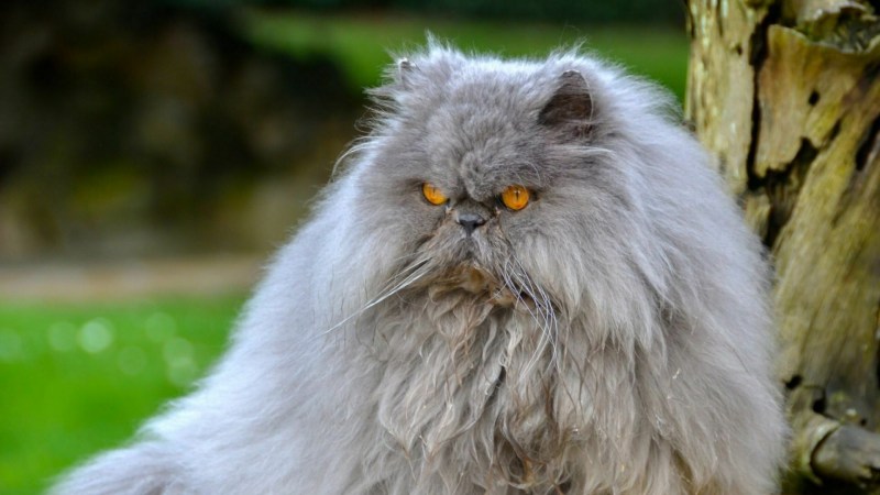 Персидская голубая длинношерстная кошка