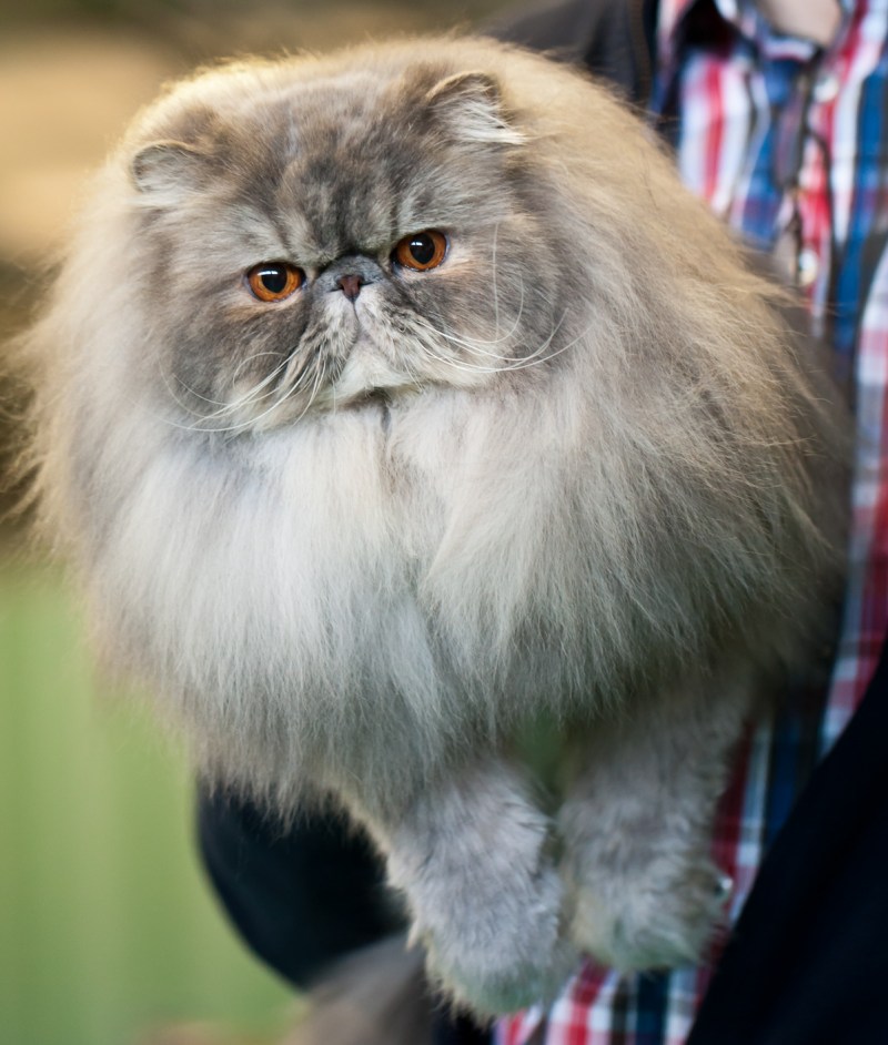 Персидская кошка