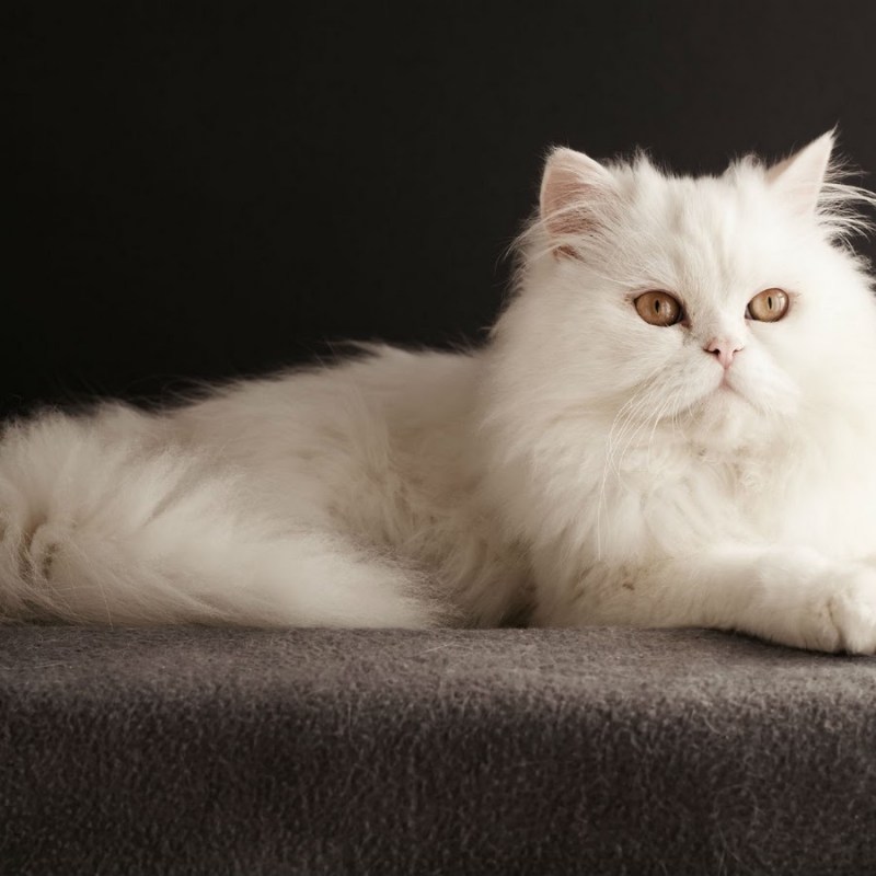 Персидская кошка белая