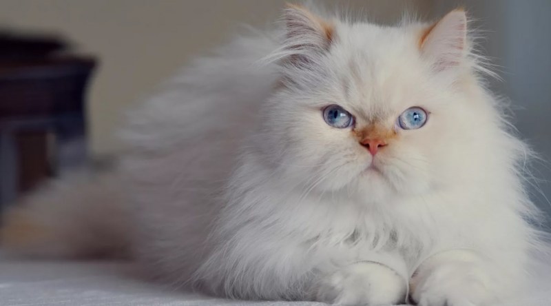 Персидская кошка