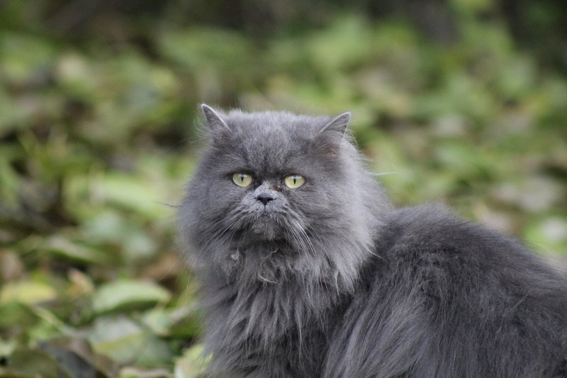 Персидский кот серый