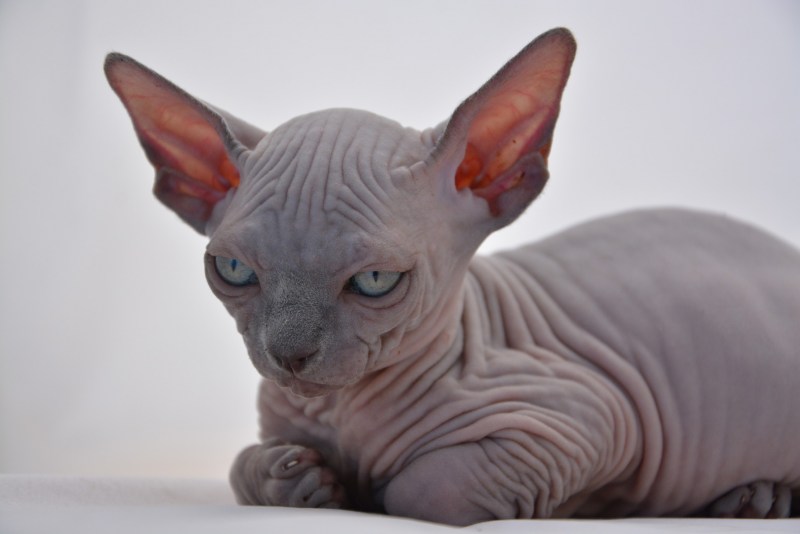 Сфинкс кошка