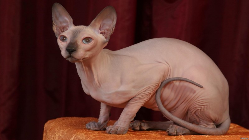 Коты сфинксы
