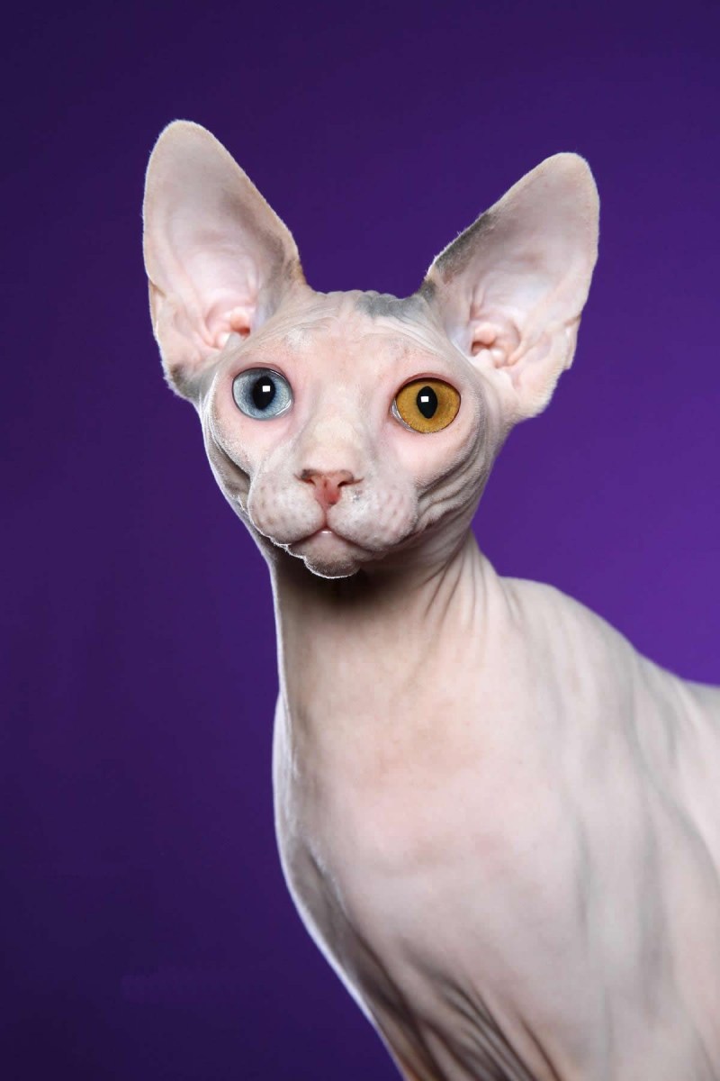 Донской сфинкс котята