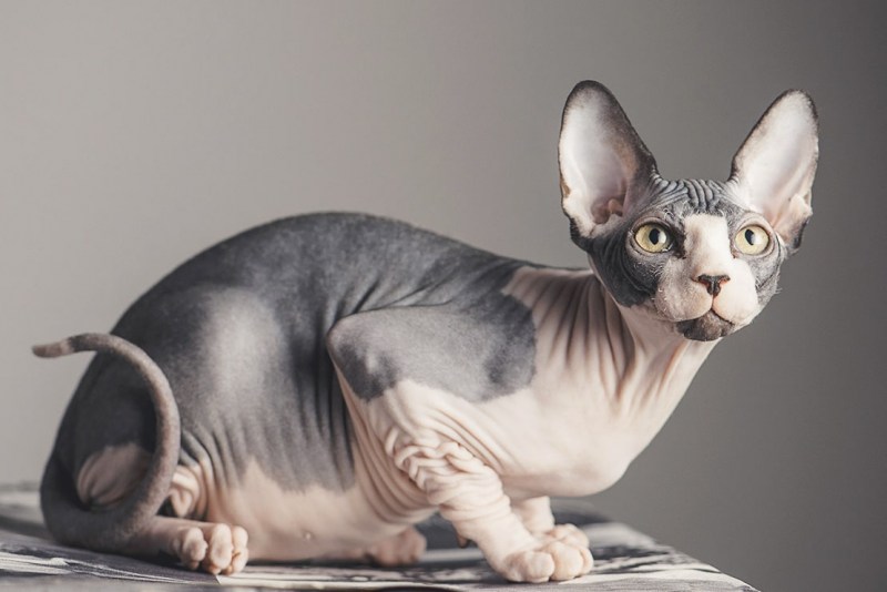 Сфинкс кошка