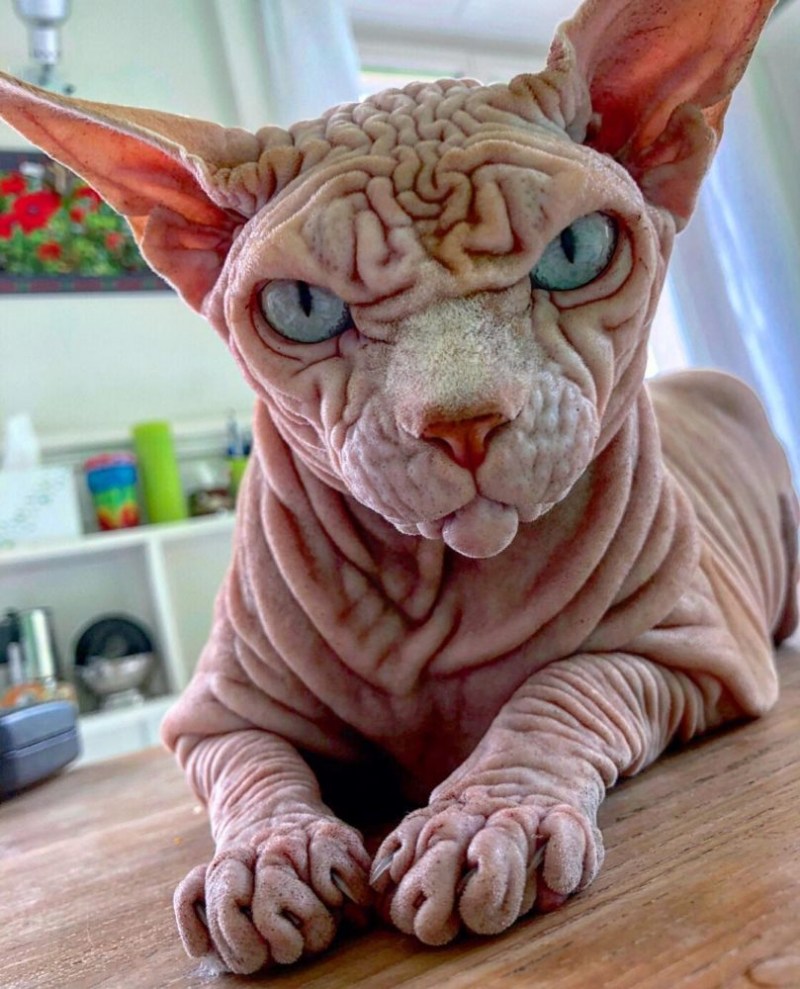 Донской сфинкс котята