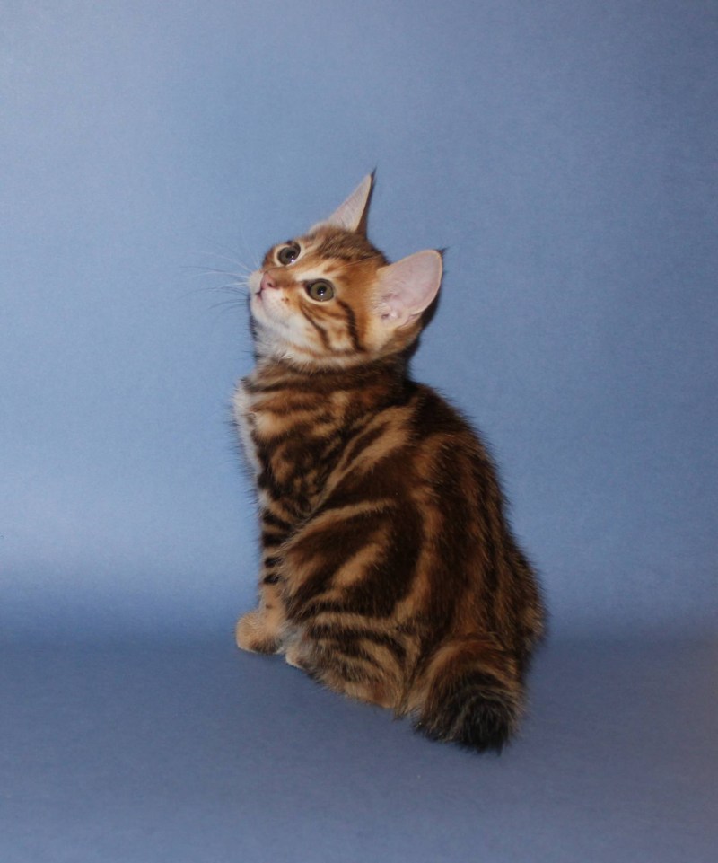 Коты курильскийбобтел