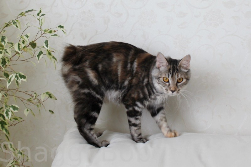 Мраморный tabby бобтейл