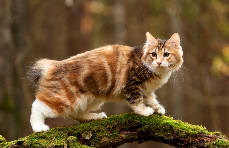 Мэнкс (Мэнская кошка)