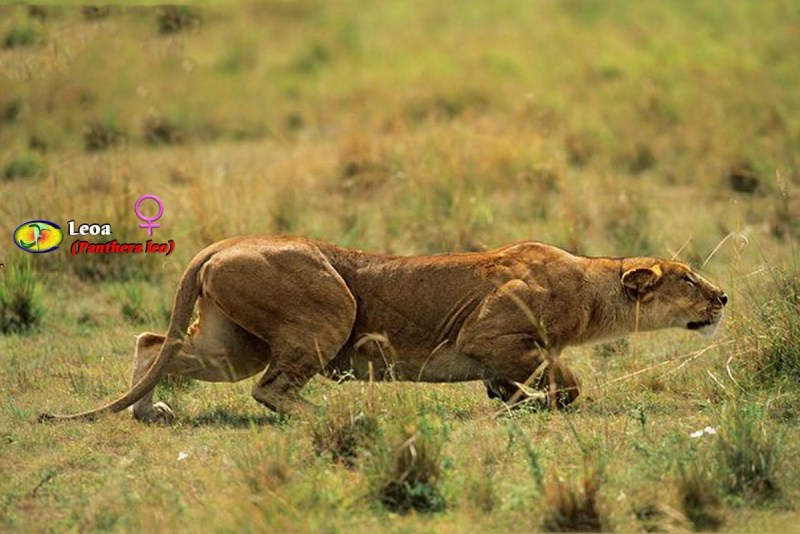 Сергей горшков фотограф Wildlife photographer