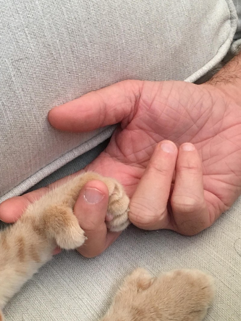 Коты с большими пальцами