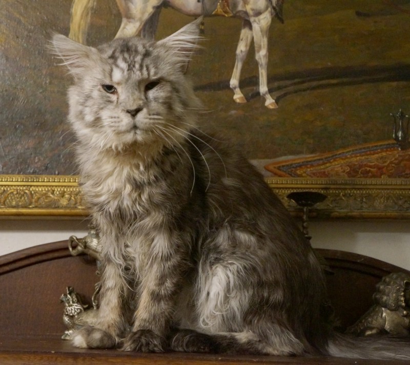 Мейн кун Королевский лапы