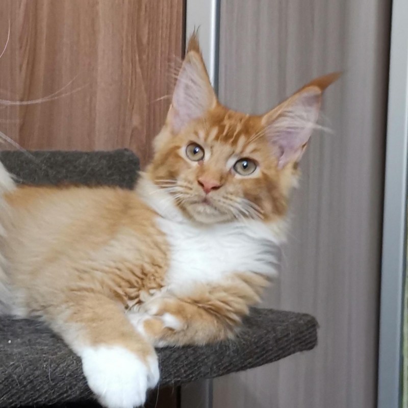КУОР кот