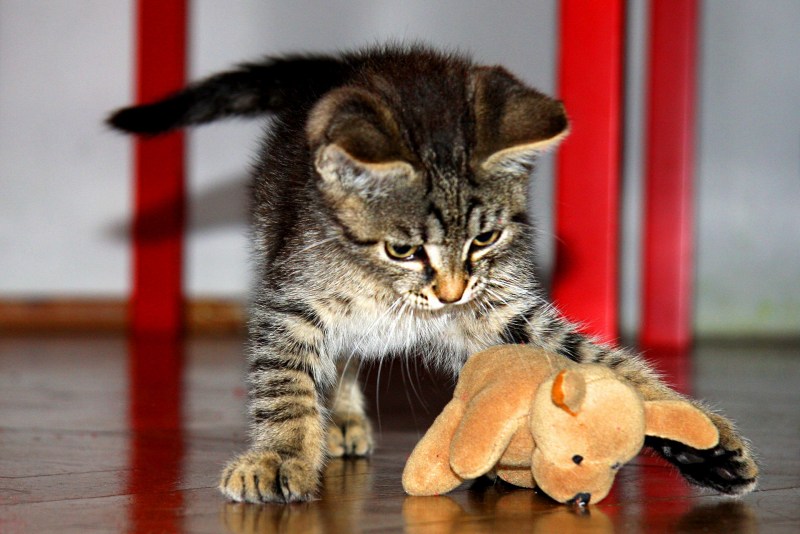 Котенок играет