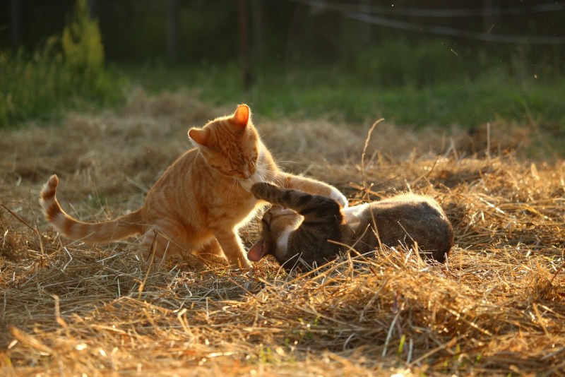 Рыжий котенок играет