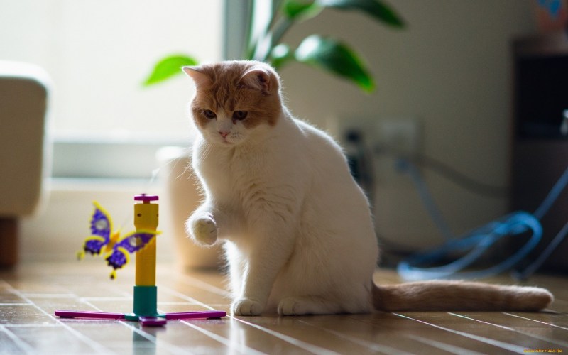 Котята играются