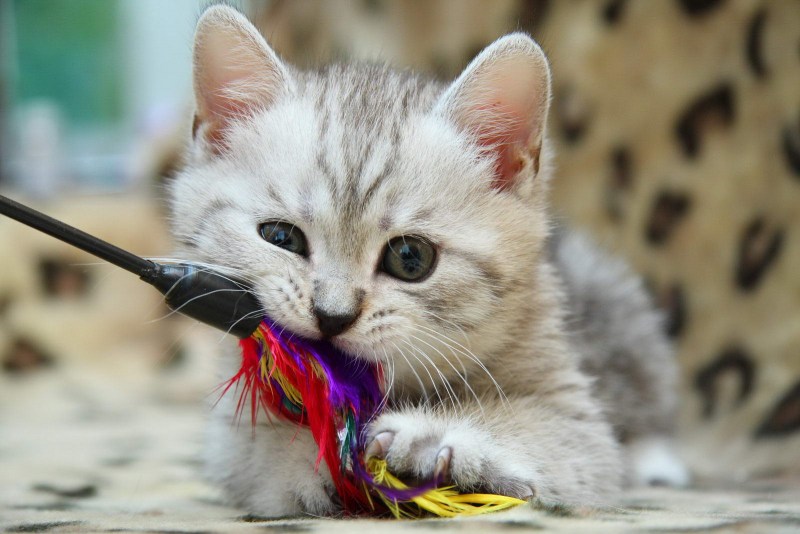 Игрушка «котенок»