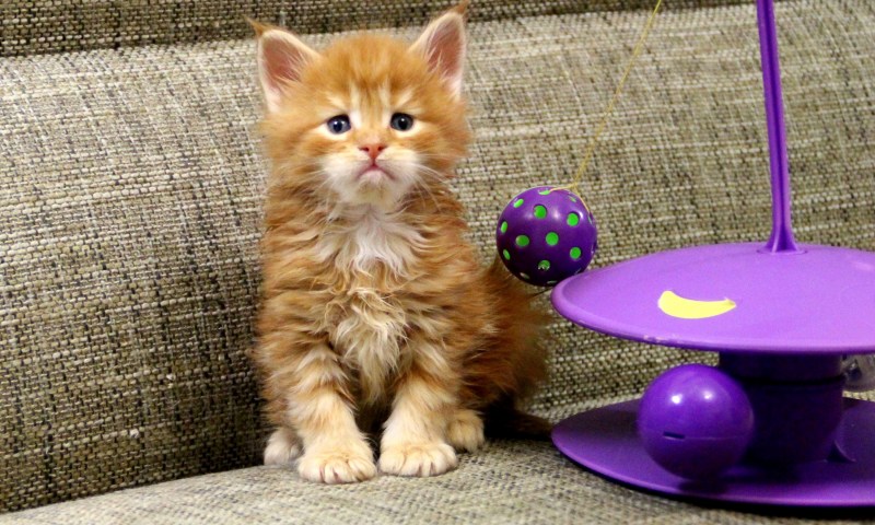 Котенок играет