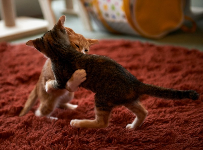 Котята играются друг с другом