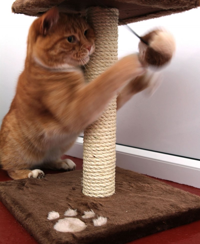 Играющие котики