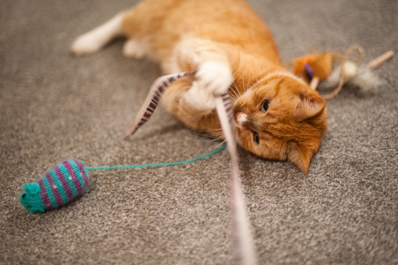 Котик играет