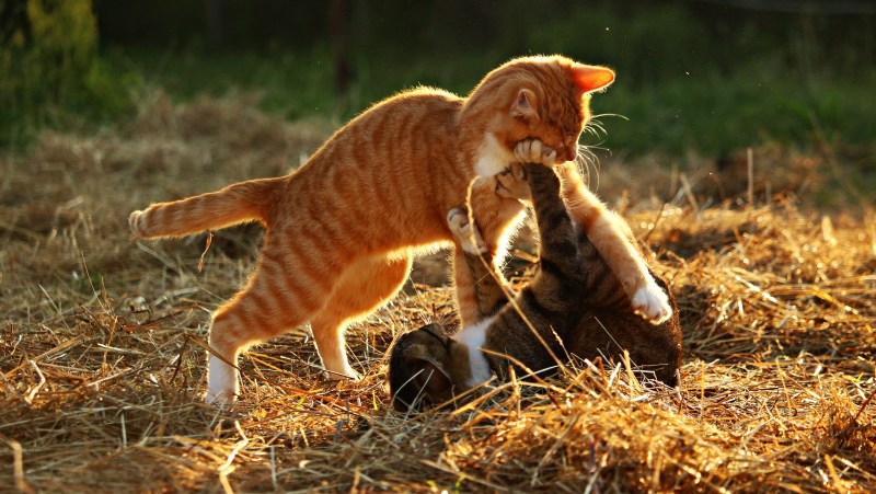 Рыжая кошка с котятами