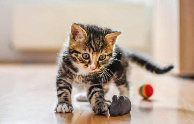 Играющий котенок