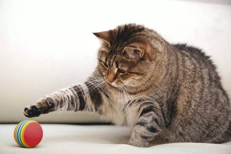 Мячики для кошек